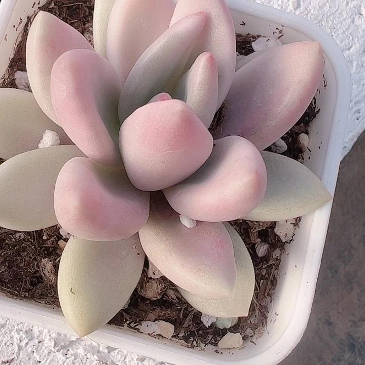 林*子多肉植物多肉植物