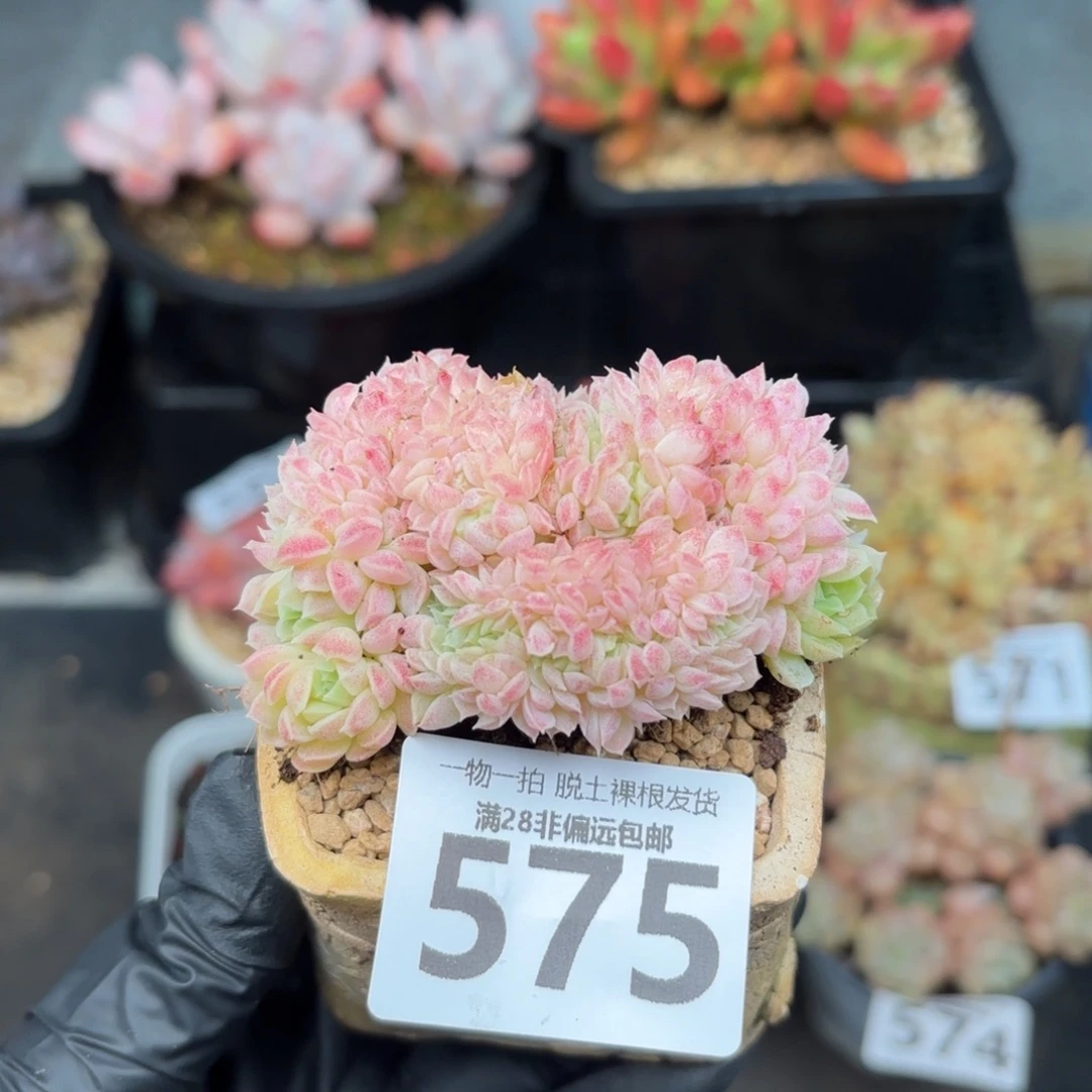 羊脂球缀化无盆土发货
