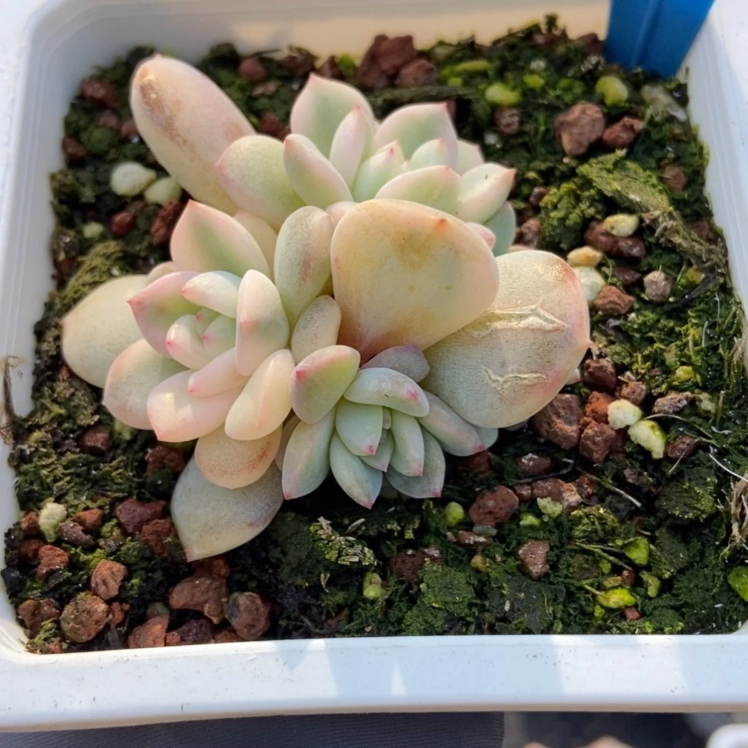 2022梦露锦多肉植物诺肉