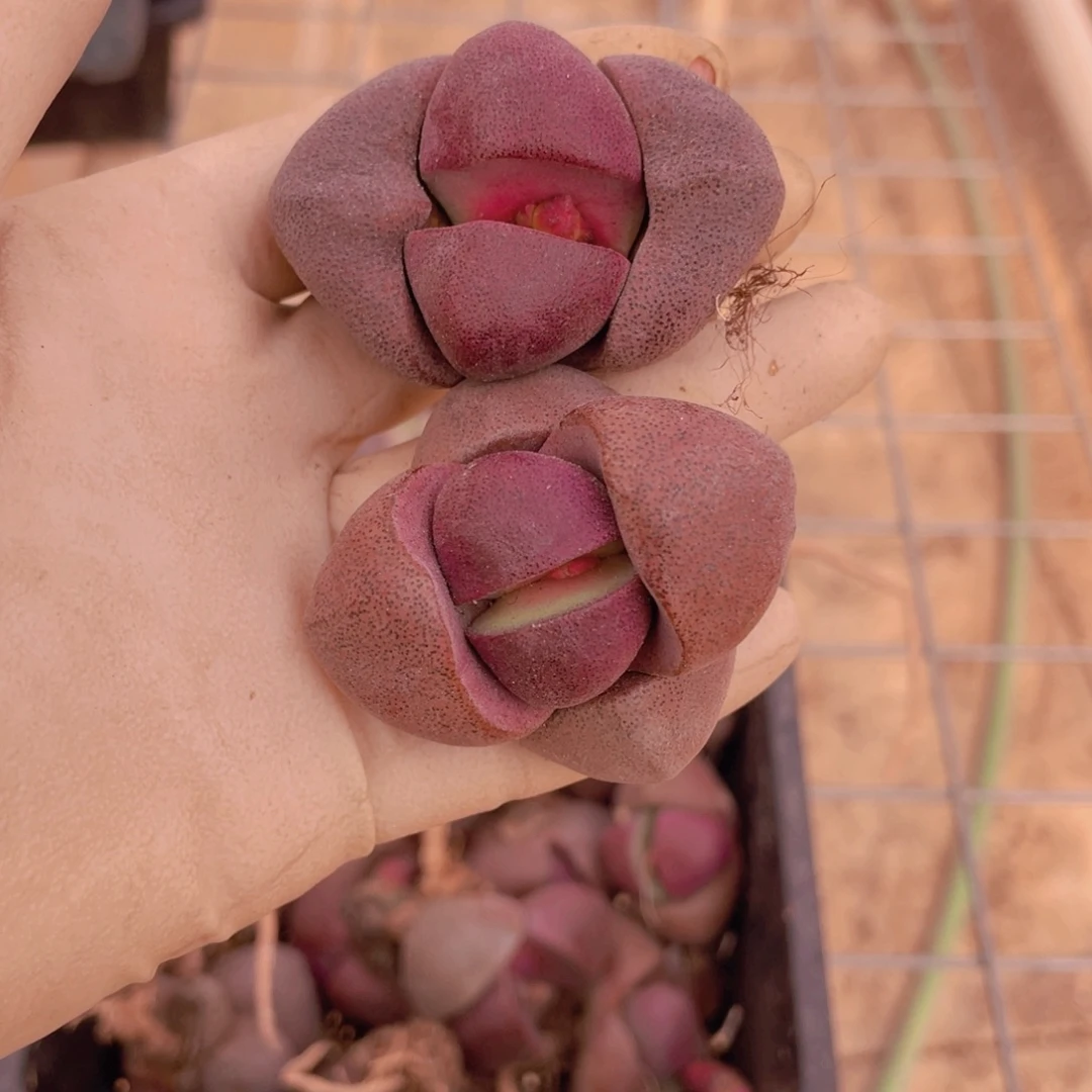 2颗紫元宝888888888888