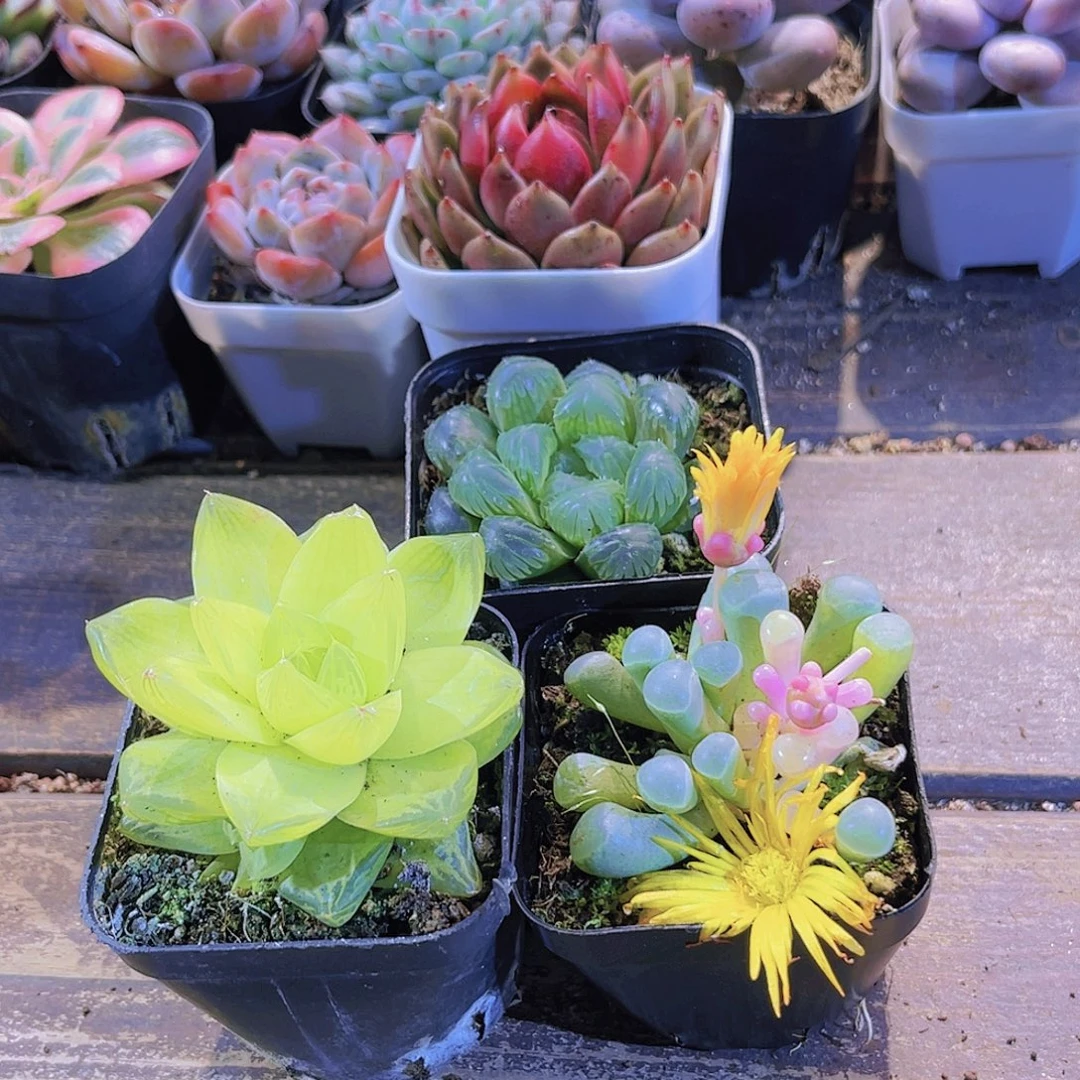 冰灯。五十铃锦。黄金雨露