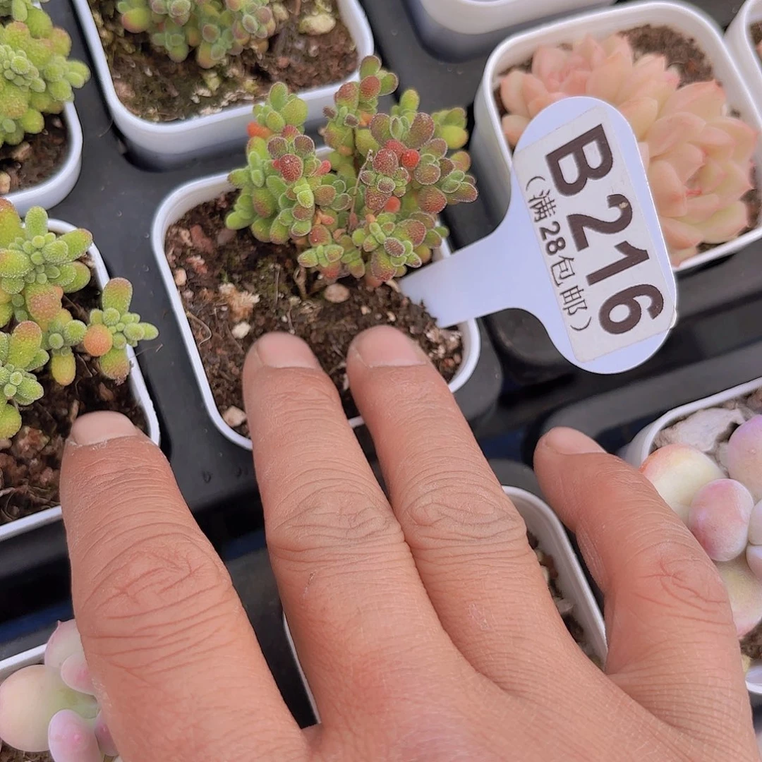 B216莱斯一物一拍