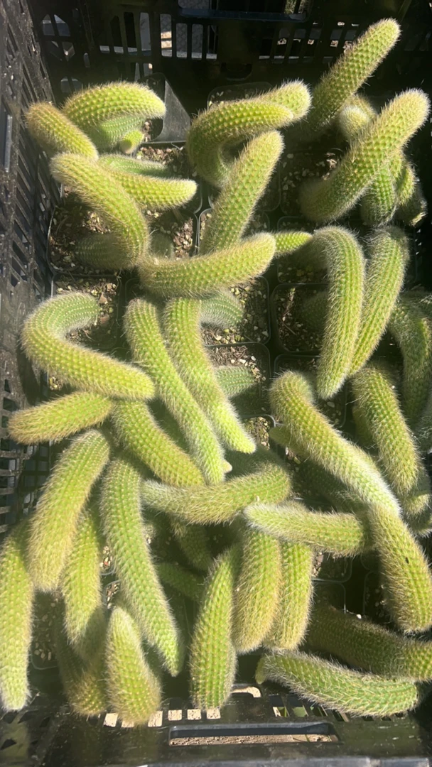 肖肖多肉植物单头九尾狐3
