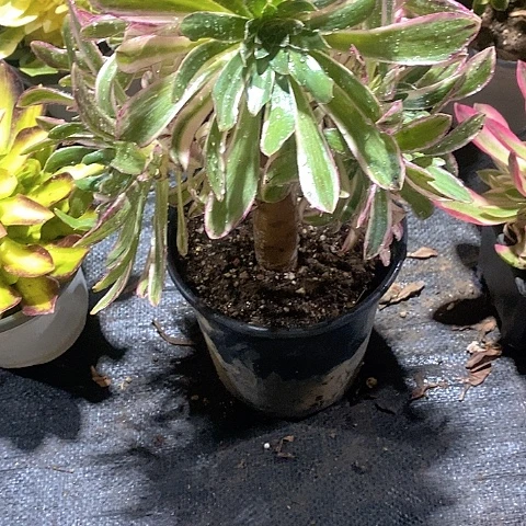 1208v锦锦多肉有砍