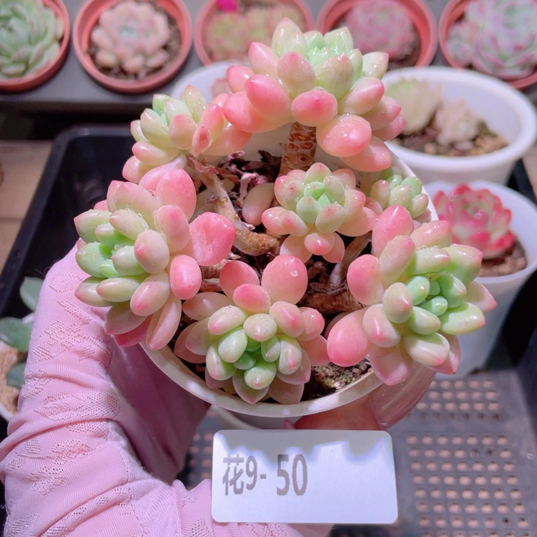 花利美9-50洛可可