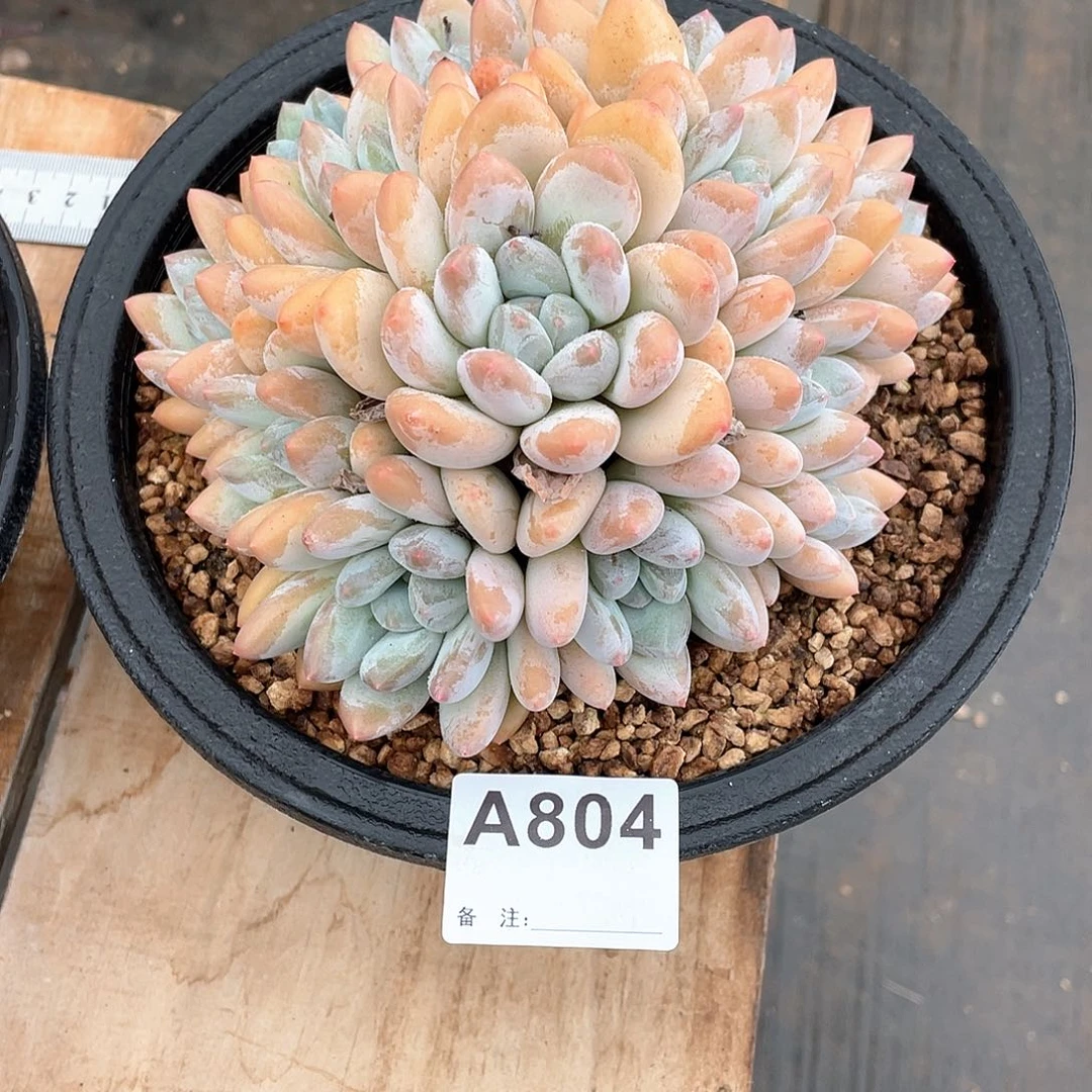 皛***狸804多肉植物多肉植物