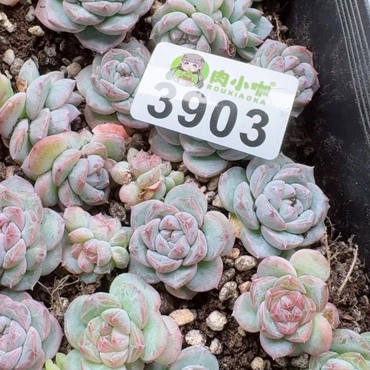 一**贝多肉植物多肉植物