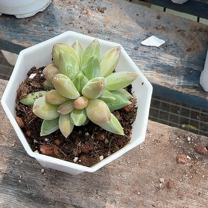 青蛙王子儿童牙膏111