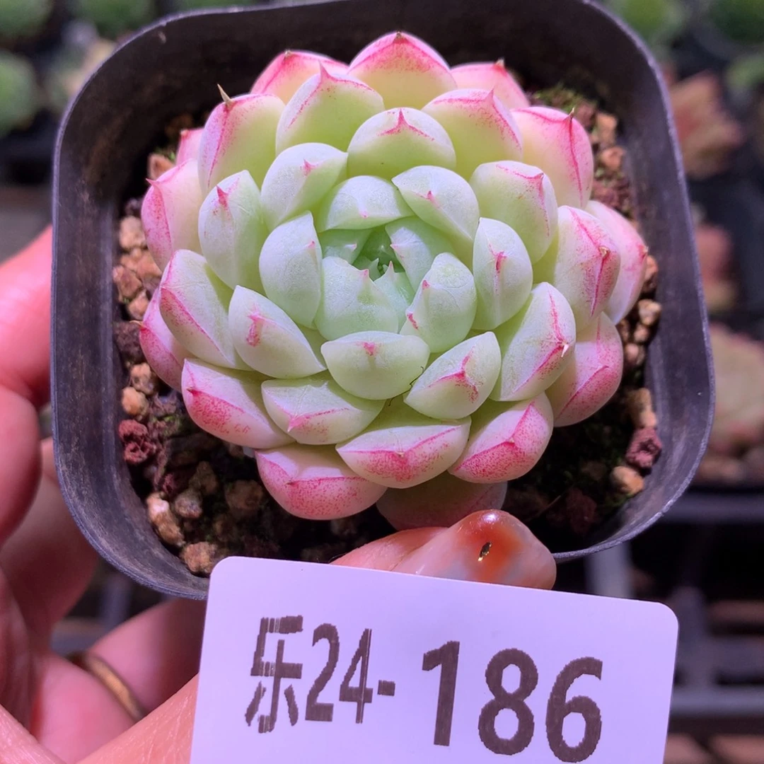 乐然24-186 女王玫瑰