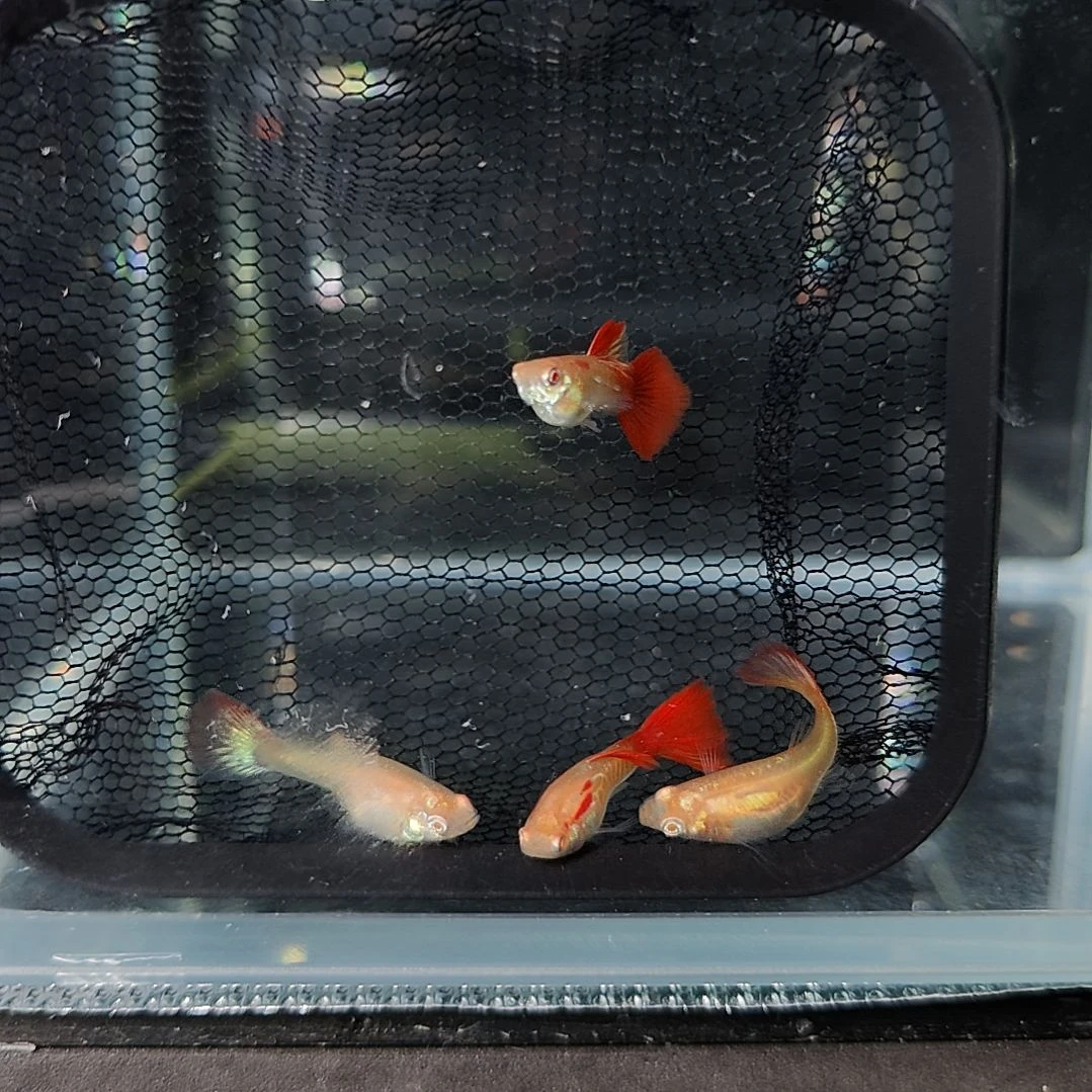 孔雀鱼彩金红尾孔雀鱼，
