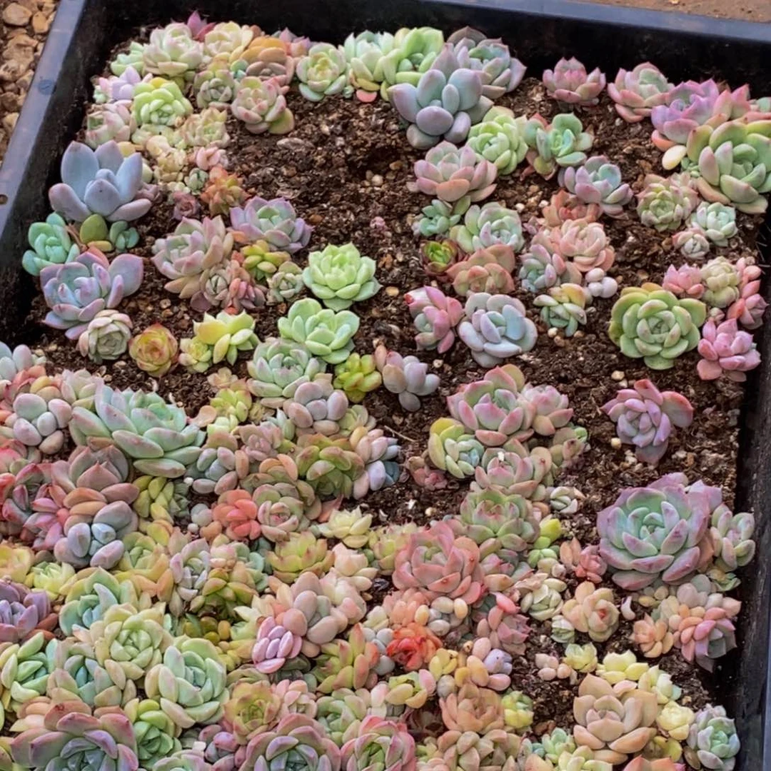 489多肉植物保护研究所所长助理研究员