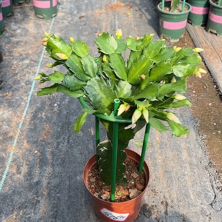 021黄色蟹爪兰1676