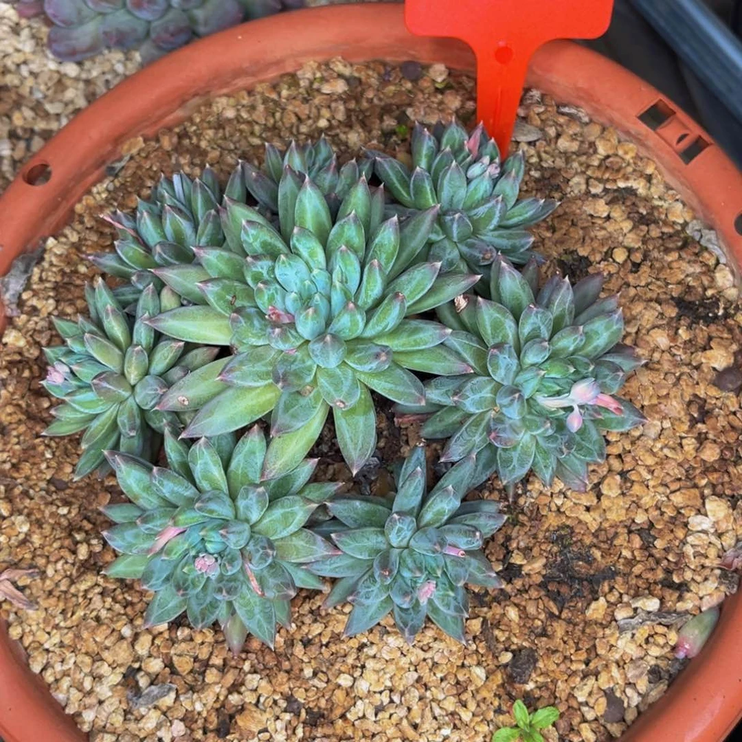 ?****?2305号晚上多肉植物群生多肉