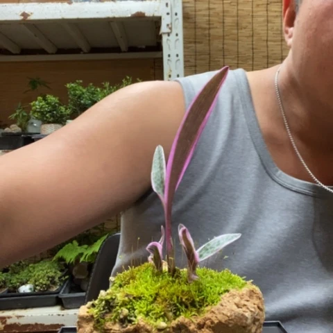 红陶一物一拍所见即所得38