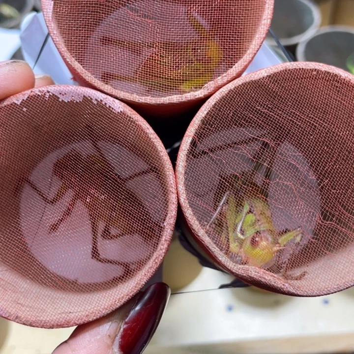 蟋蟀蝈蝈野籽胶东绿3只