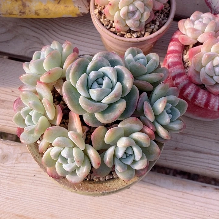 冰玉手捧 韩货精品