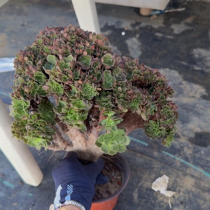 特特特特特法师117号法师