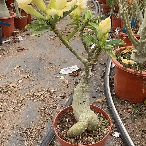 【闪购商品】用****5绿植