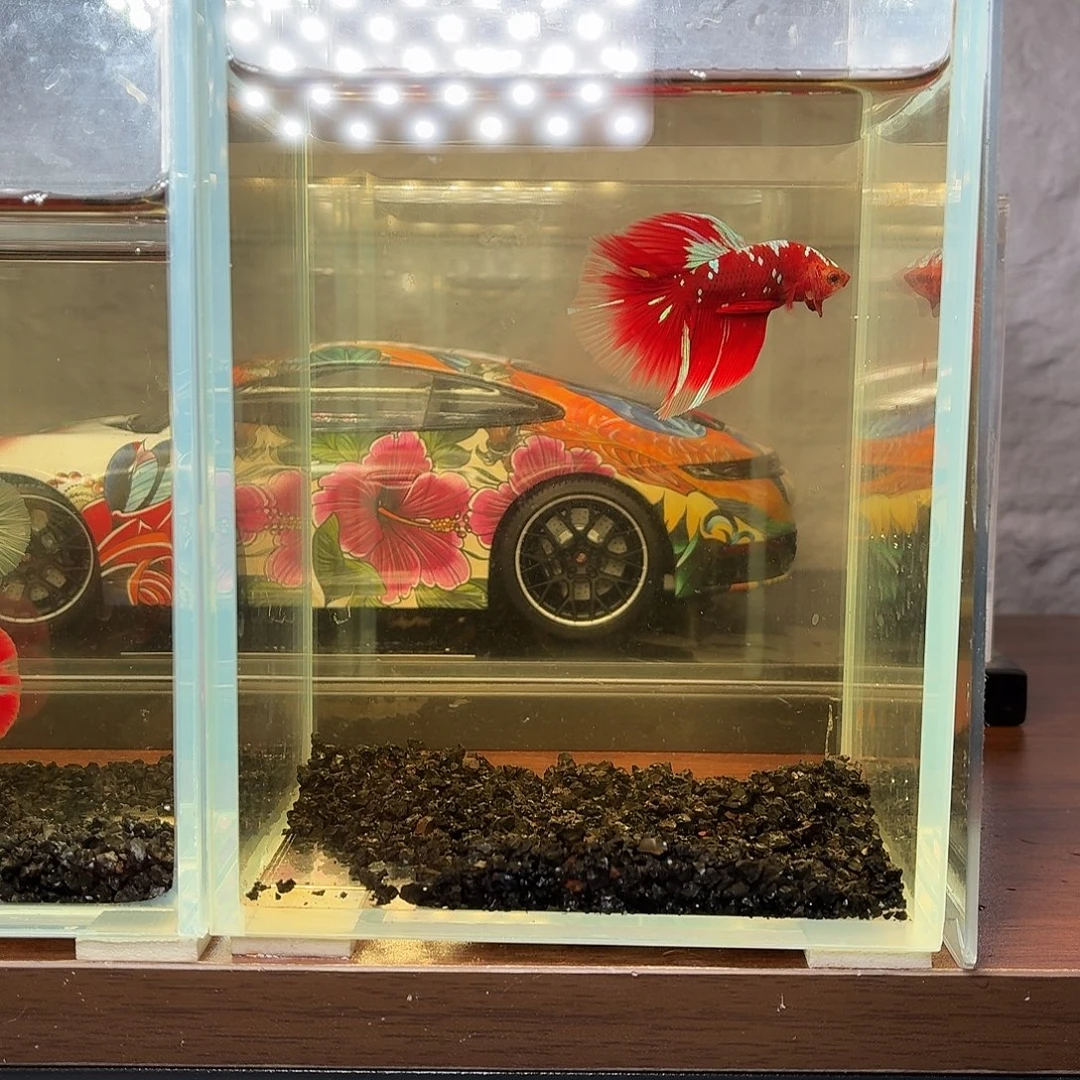 斗鱼彩金半月公鱼