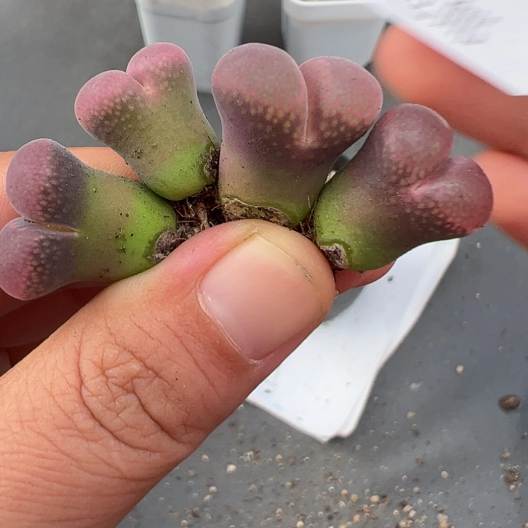是***～9.16好看的多肉脱土发货338