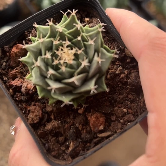 淡**过实生帝冠4667888