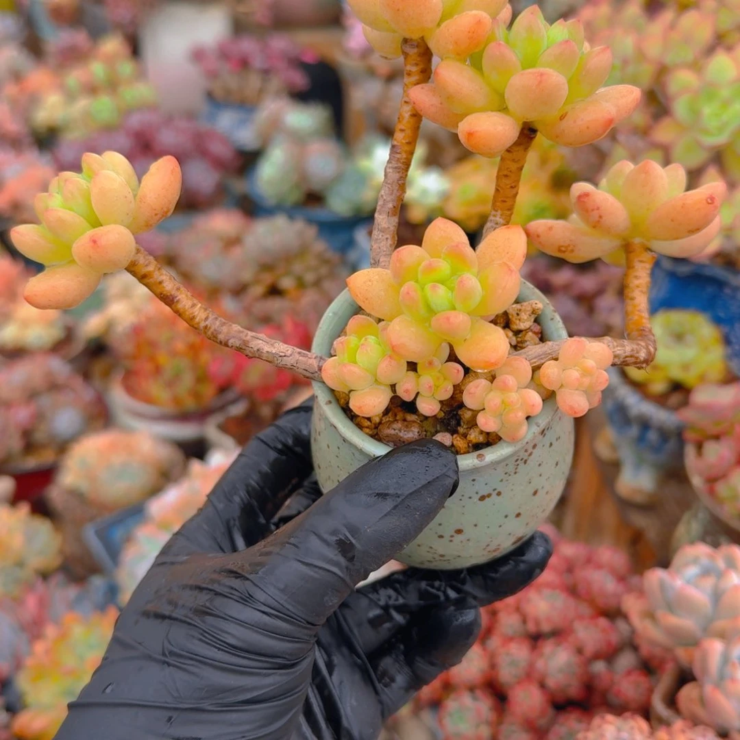 蠢萌带盆发货一图一物拍不退不换满68包邮顺丰