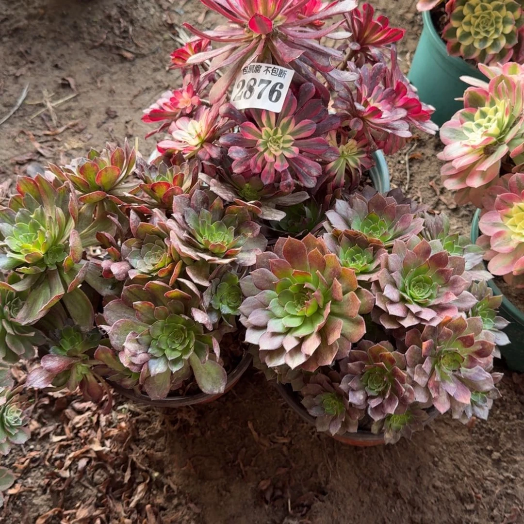 法师3颗2876 17-30