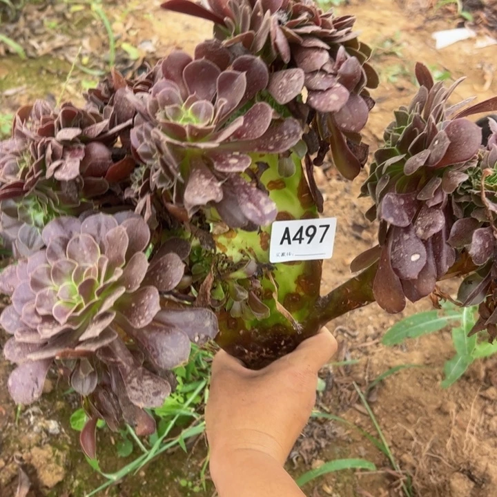 不***恼欧缀多肉植物497.