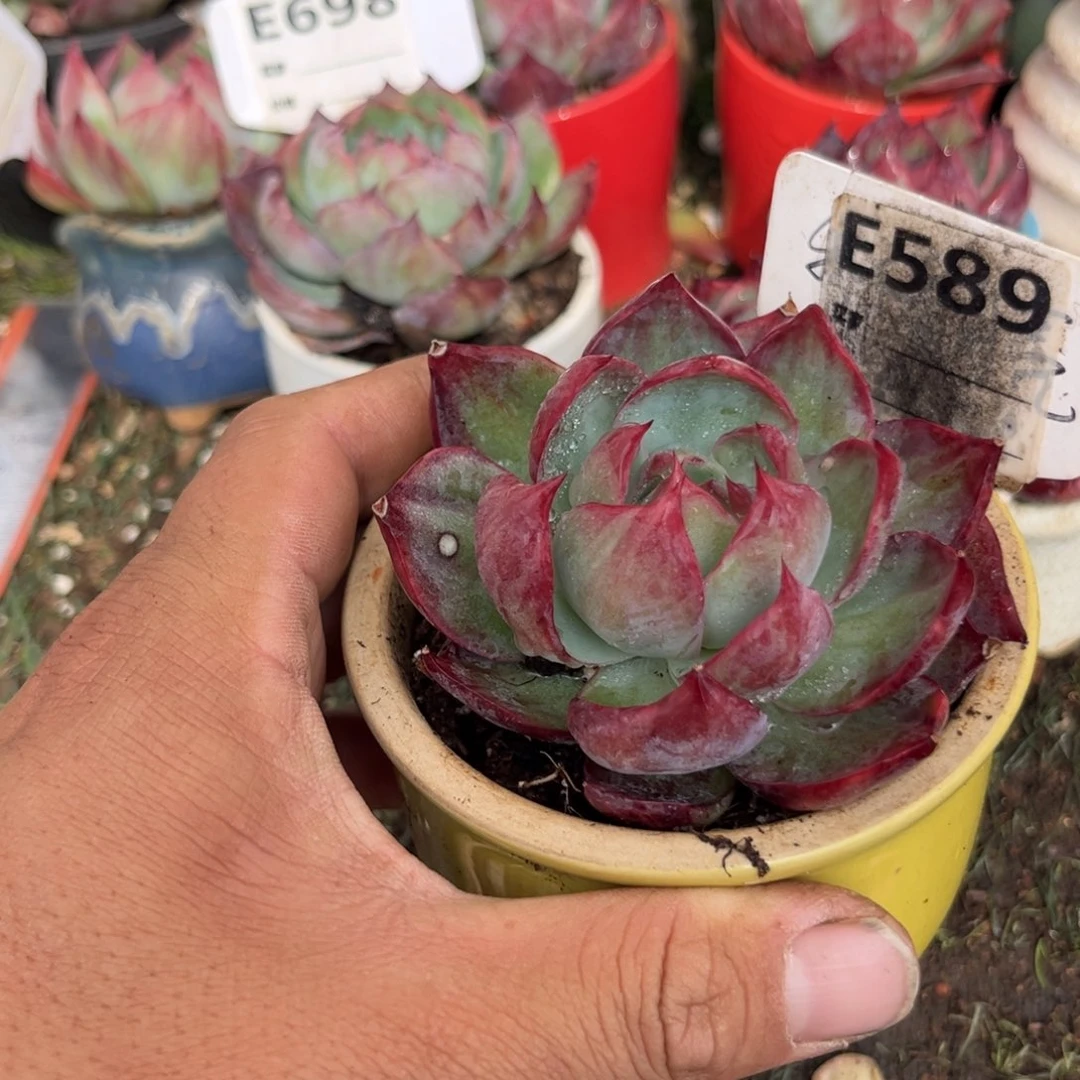 惊鸿一瞥589号多肉