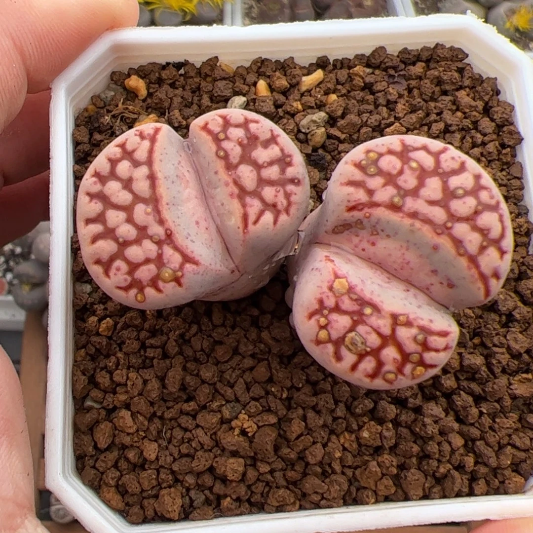 0443号红网纹寿丽 多肉植物