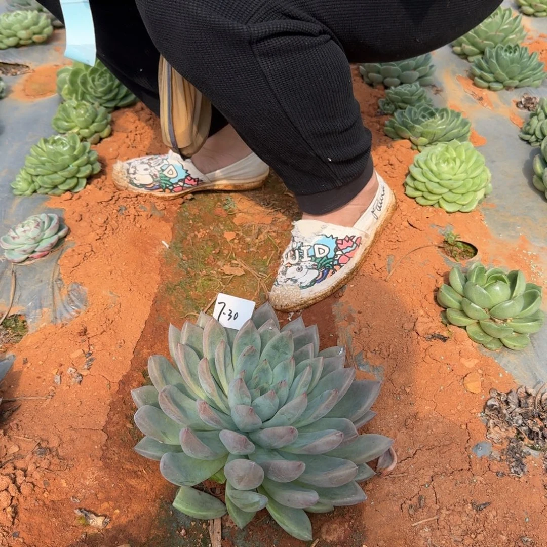 7-30婚戒一颗量拍发货