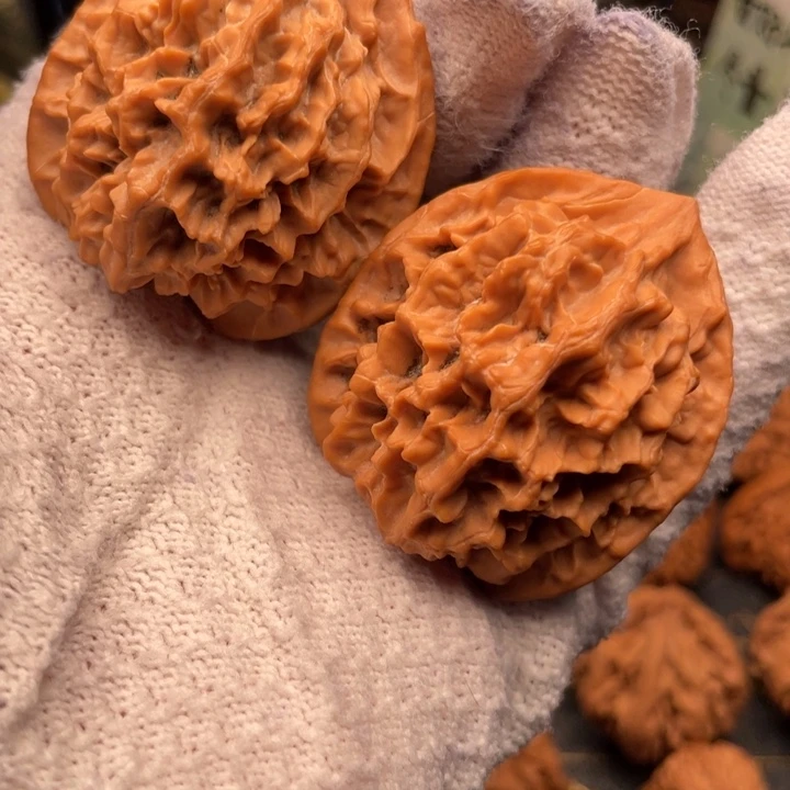 核桃41尺秦岭野生大花