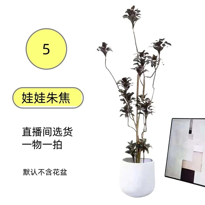 娃娃朱蕉大型绿植室内客厅盆栽老桩黑吸甲醛办公室内耐阴好养植物