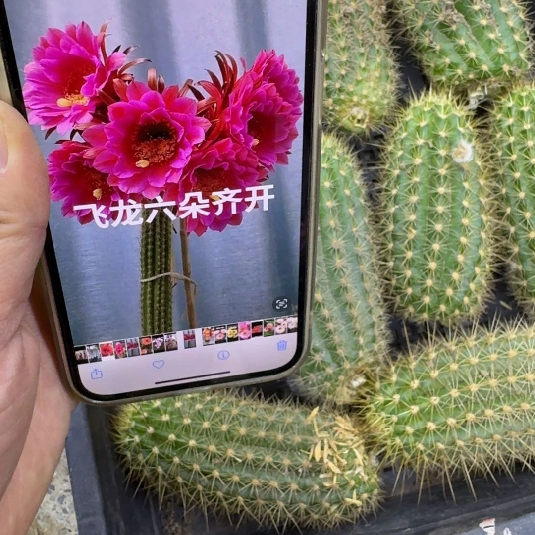 304毛花柱飞龙歪无根侧牙8公分左右，20包邮