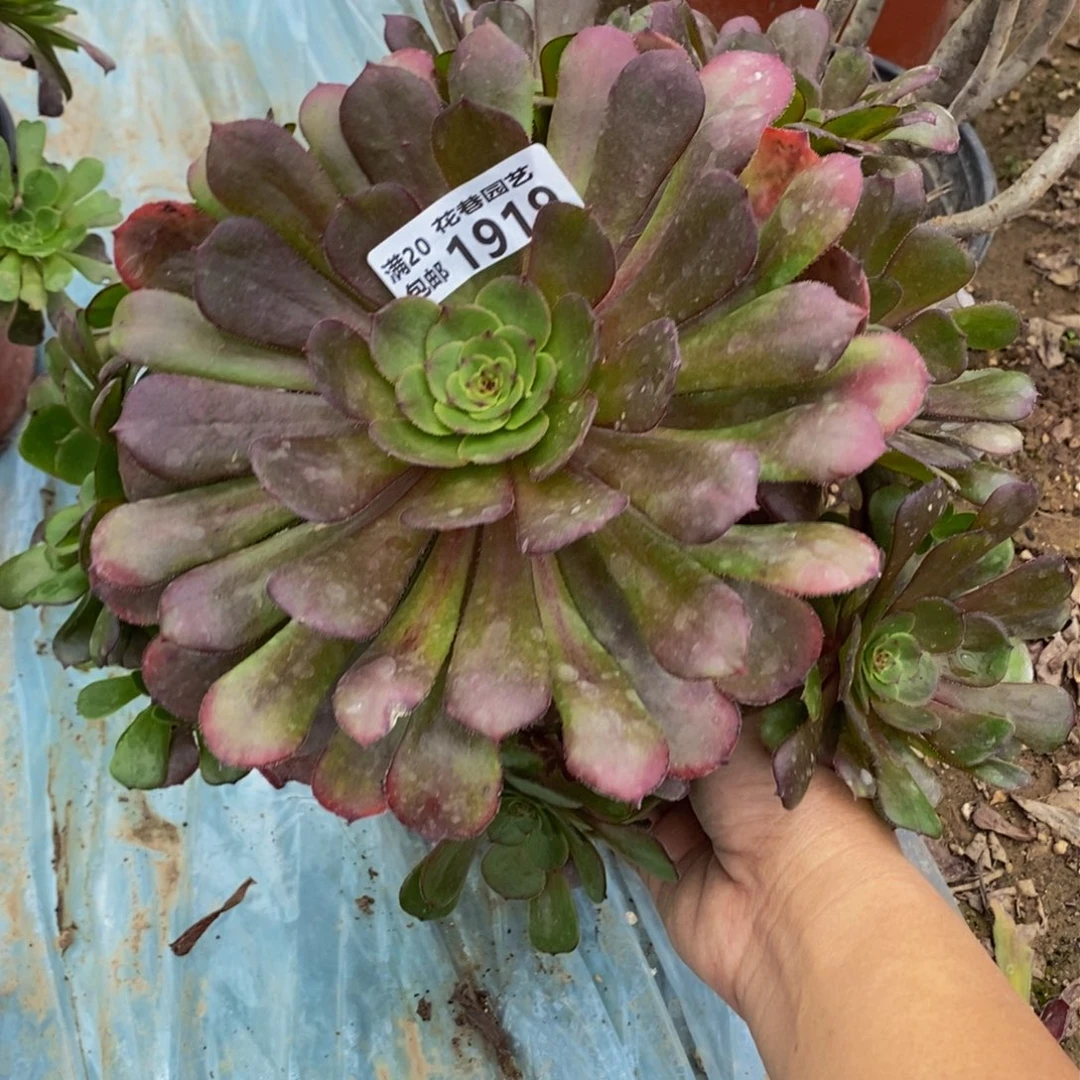 1919 号一物一拍多肉植物