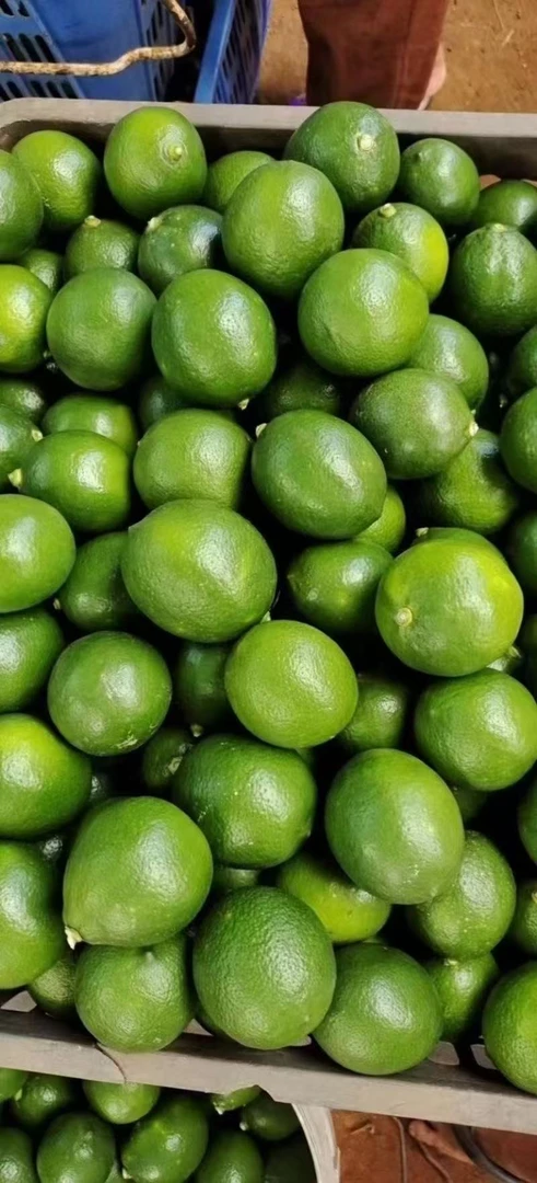 云南德宏芒市新鲜柠檬