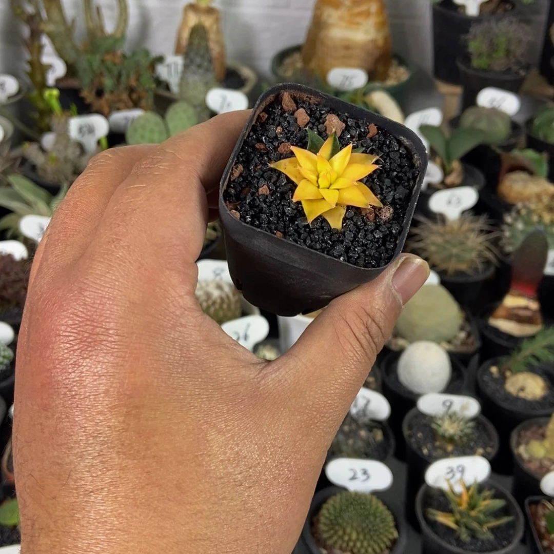 帝冠锦一个一物一拍