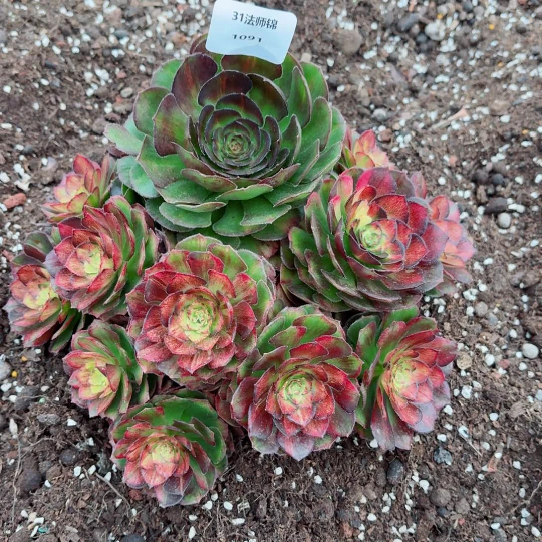 31法师锦多肉1091海王七彩发货