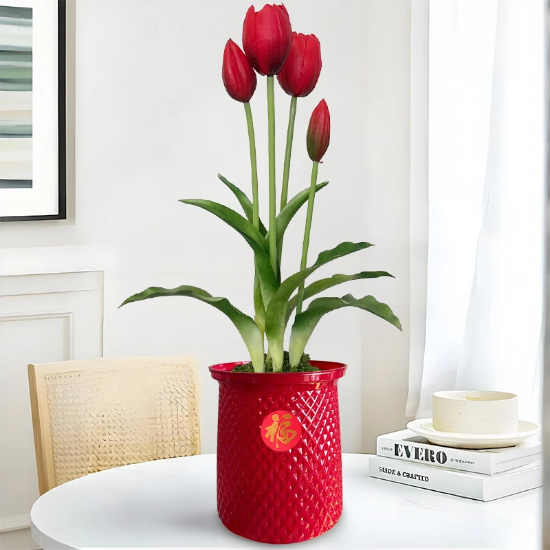 【郁金香 带花芽 带盆带土】进口种球 高档水培花卉 室内盆栽耐寒