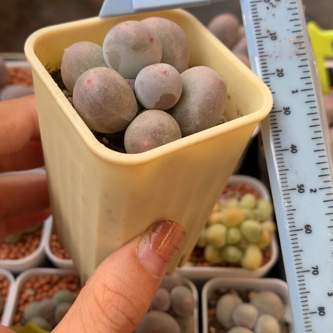 米可奶 小书肉奶酪多肉