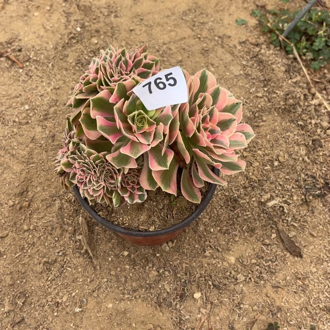 山***风粉女巫缀断枝不包765