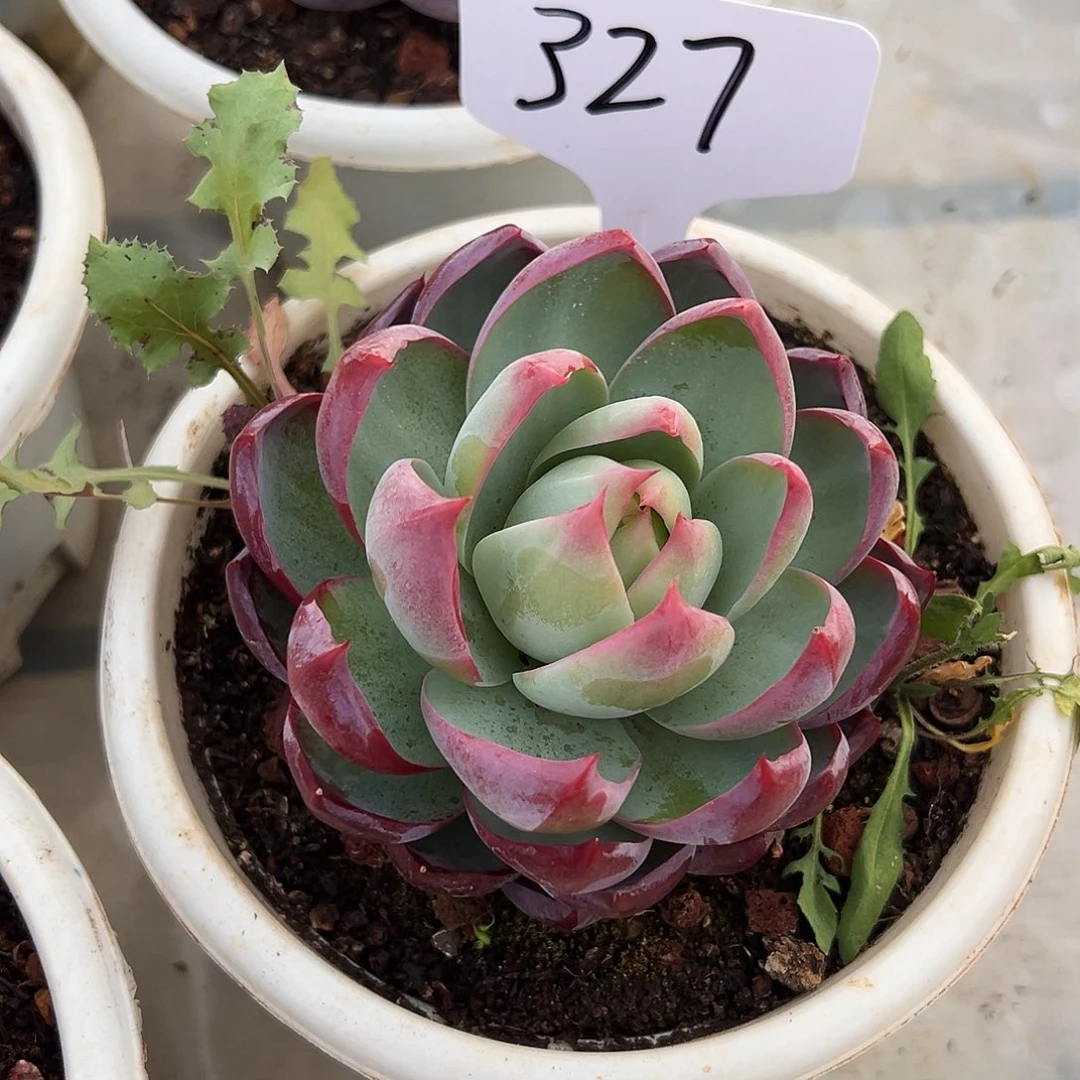 丹***妹惊鸿仙子一物一拍327号