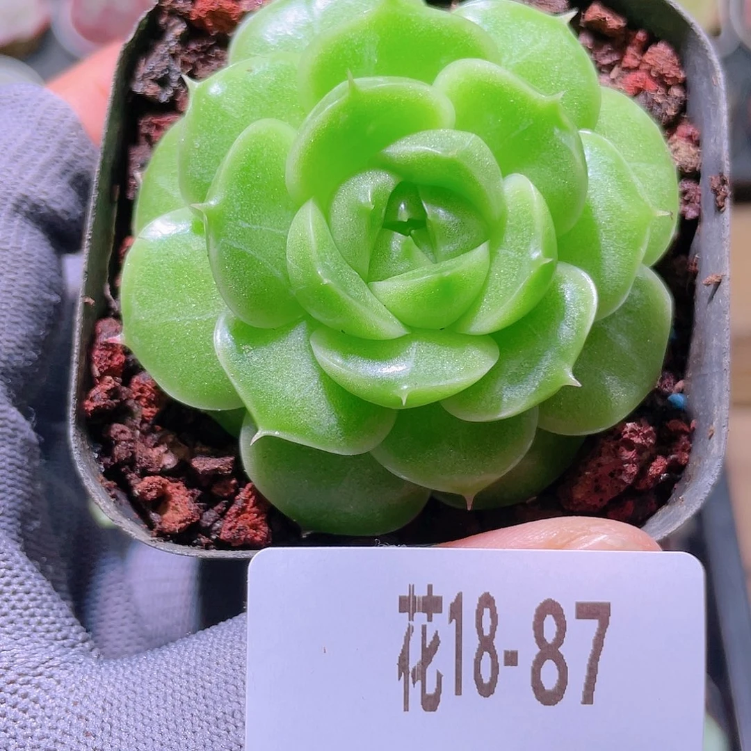花利美18-87麦秆