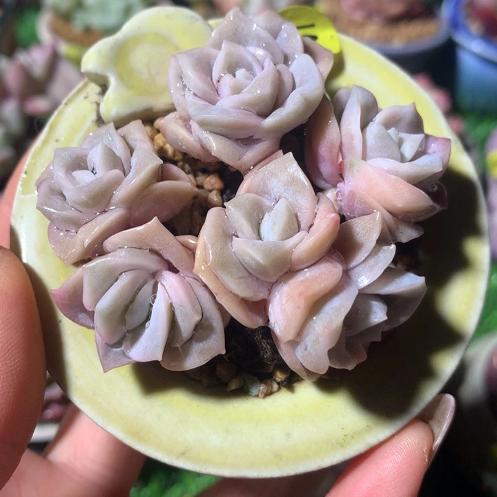 带盆    可爱玫瑰锦