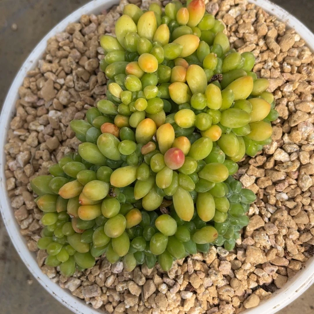 千代田之松缀化多肉植物