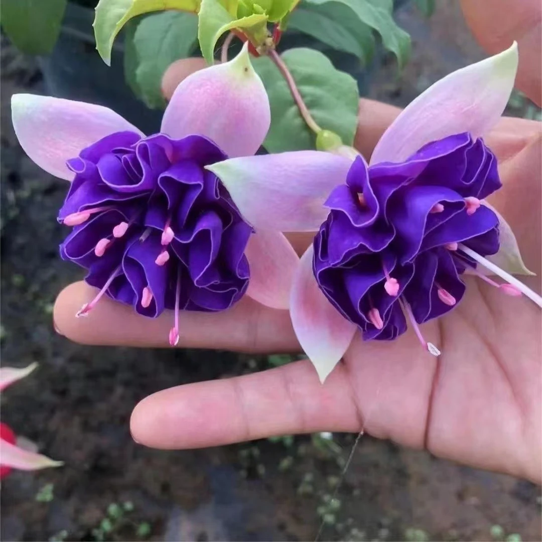 【原盆原土】倒挂金钟四季开花重瓣大花盆栽室内阳台好养花卉