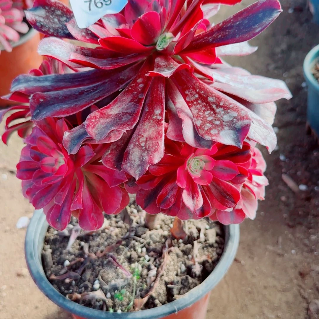 美杜莎法师多肉769