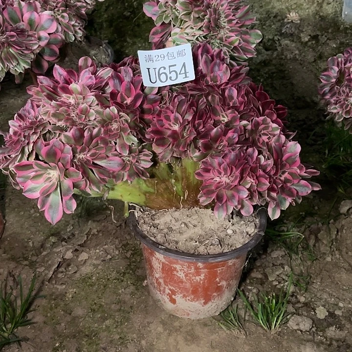 654粉女巫缀   多肉植物