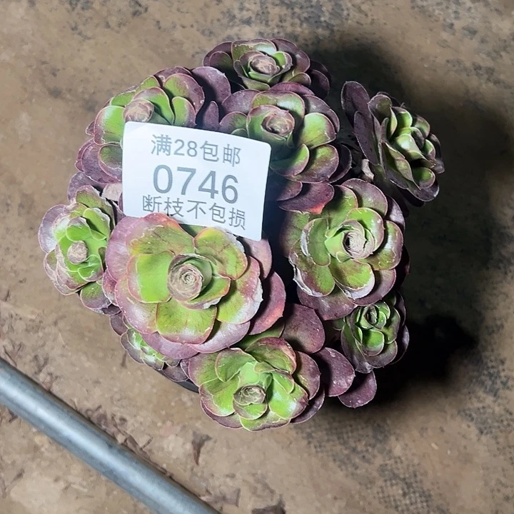 0746魅金玫瑰多肉植物