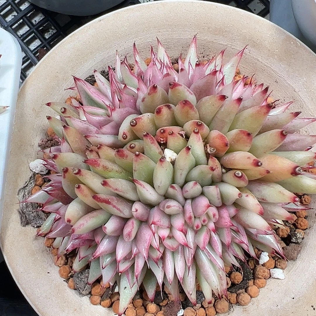 乌木锦缀多肉植物